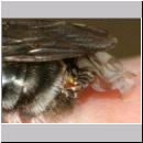 Stylops melittae - Faecherfluegler m32 5mm an Andrena vaga - auf der Hand.jpg